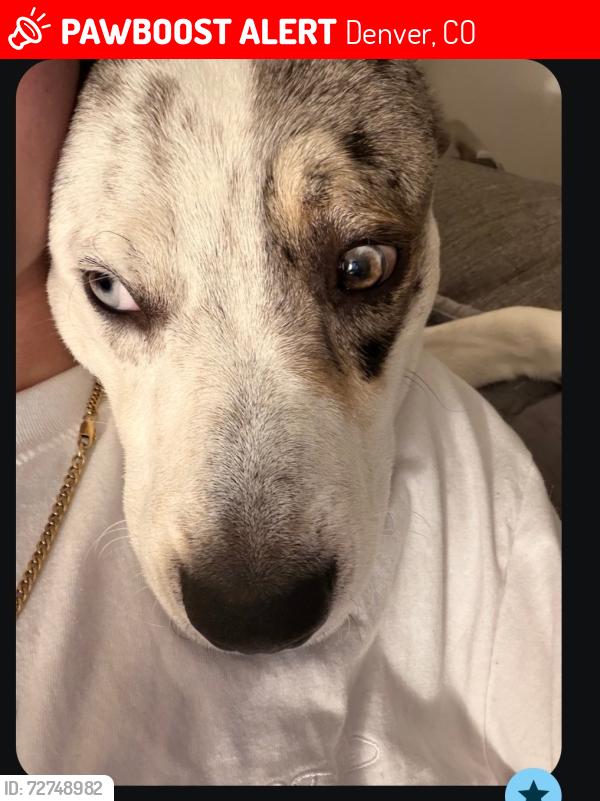 Lost Male Dog last seen Ruby hill, Denver, CO 80223
