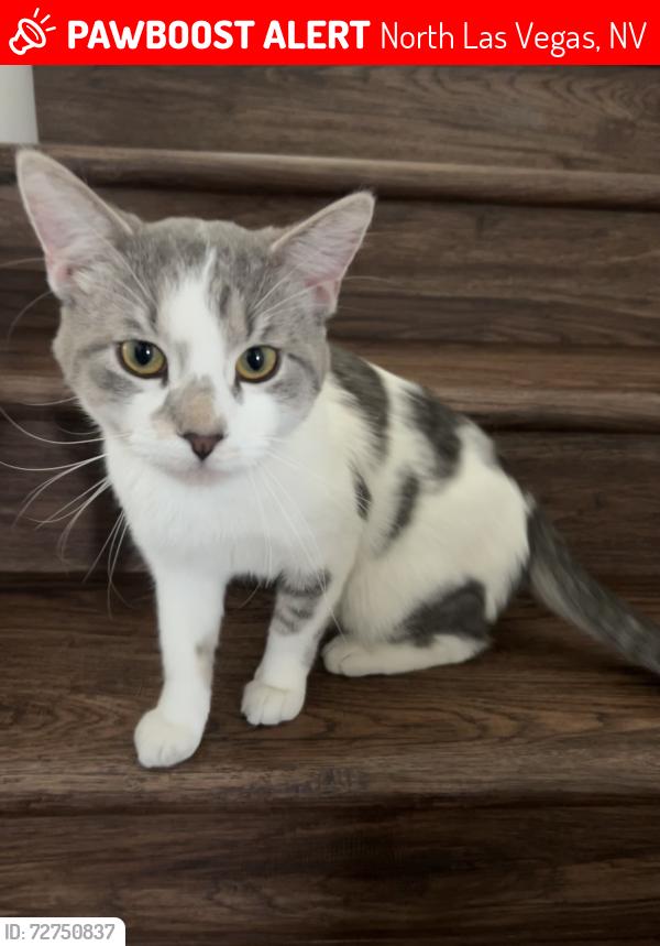 Lost Male Cat last seen Tropical Pkwy And Loose, North Las Vegas, NV 89081