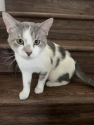 Lost Male Cat last seen Tropical Pkwy And Loose, North Las Vegas, NV 89081