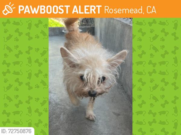 Found/Stray Unknown Dog last seen Stevens ave, Rosemead, CA 91770