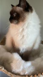 Lost Female Cat last seen Grayson and Mapledale, Ferndale, MI 48220