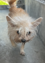 Found/Stray Unknown Dog last seen Stevens ave, Rosemead, CA 91770