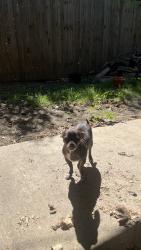 Lost Female Dog last seen S Center And Skyline, Grand Prairie, TX 75051