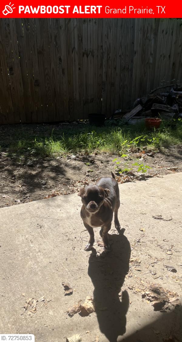Lost Female Dog last seen S Center And Skyline, Grand Prairie, TX 75051