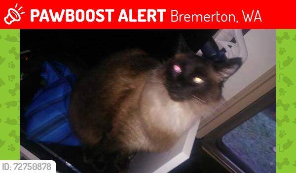 Lost Male Cat last seen Near Kitsap Way, Bremerton, WA 98312, Bremerton, WA 98312
