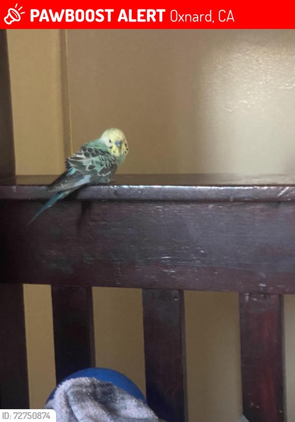 Lost Male Bird last seen Harrison Ave and Hayes Ave , Oxnard, CA 93030