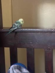 Lost Male Bird last seen Harrison Ave and Hayes Ave , Oxnard, CA 93030