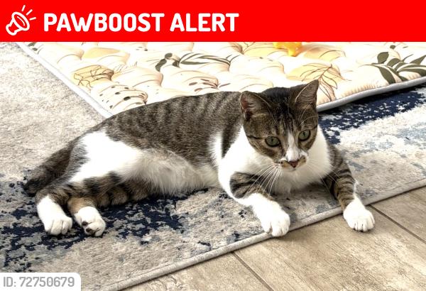 Lost Female Cat last seen Riverside Dr. & Crocus Ct, Palm Beach Gardens, FL 33410