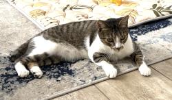 Lost Female Cat last seen Riverside Dr. & Crocus Ct, Palm Beach Gardens, FL 33410