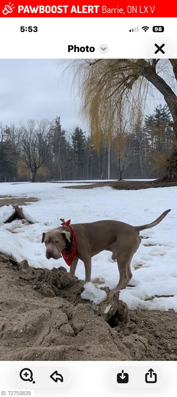 Lost Male Dog last seen George Johnston Rd and Hwy 90, Barrie, ON L9X 1V2