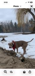 Lost Male Dog last seen George Johnston Rd and Hwy 90, Barrie, ON L9X 1V2