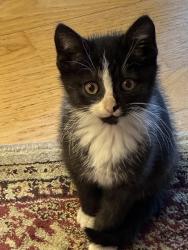 Lost Male Cat last seen Near Washington Avenue North, Minneapolis, MN 55411