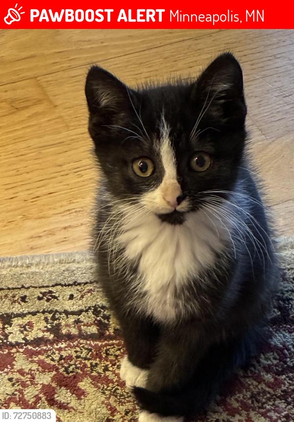 Lost Male Cat last seen Near Washington Avenue North, Minneapolis, MN 55411