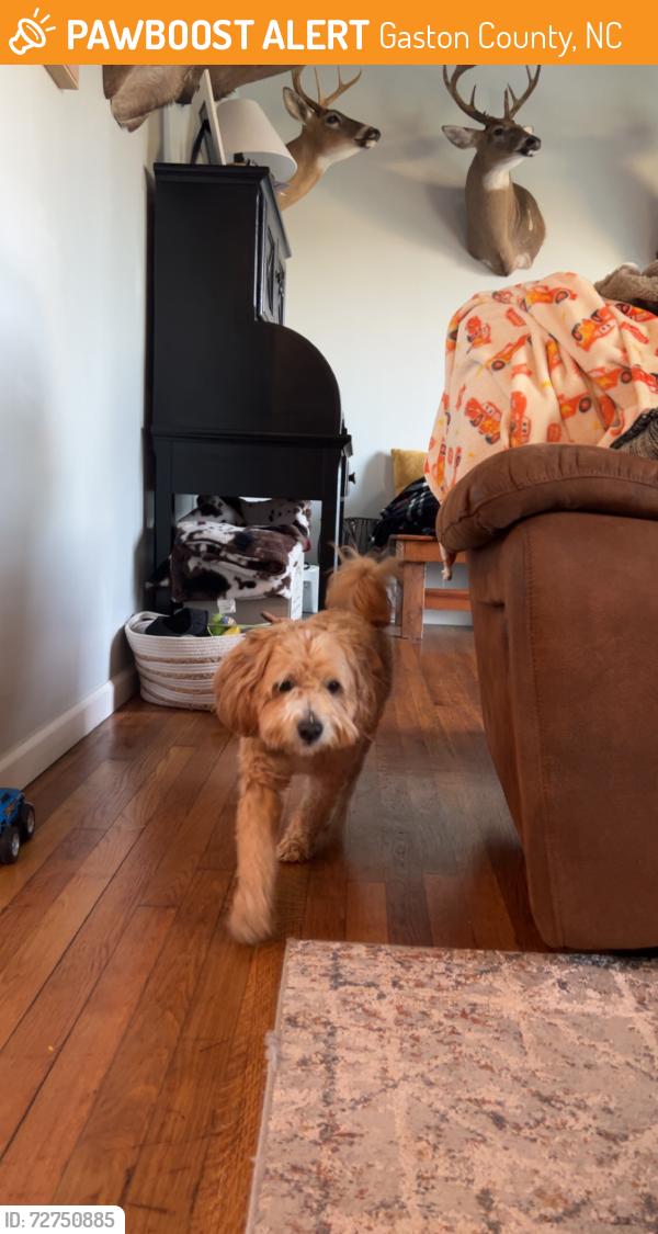 Found/Stray Male Dog last seen Absher rd , Gaston County, NC 28016