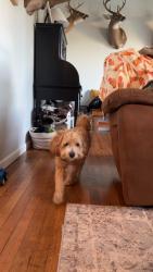 Found/Stray Male Dog last seen Absher rd , Gaston County, NC 28016