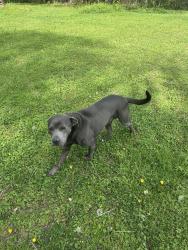 Found/Stray Male Dog last seen Utility Rd. , Whitfield County, GA 30740