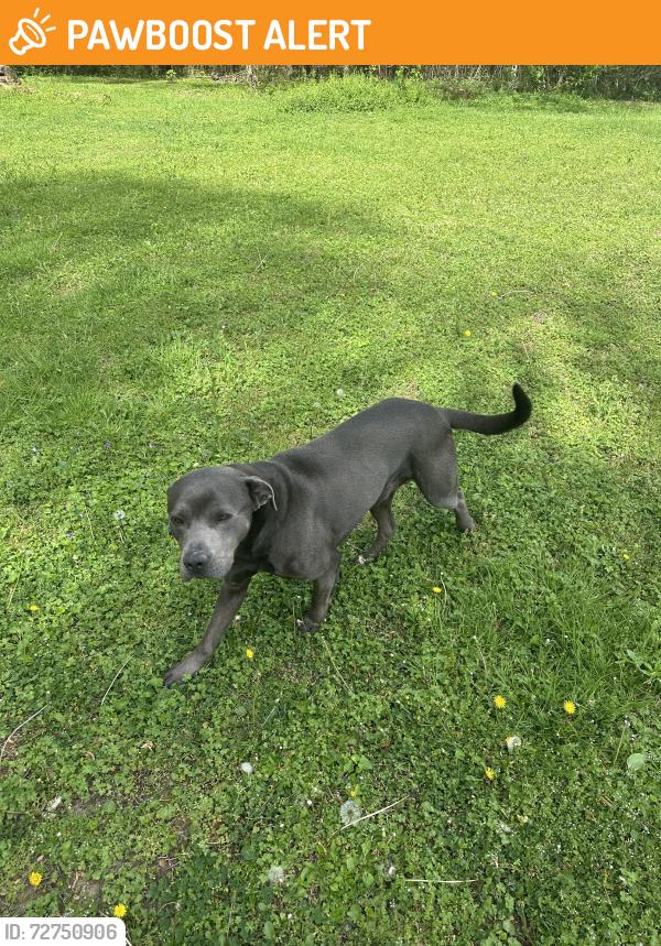 Found/Stray Male Dog last seen Utility Rd. , Whitfield County, GA 30740