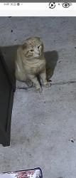 Lost Male Cat last seen Quiet Waters apmts, Deerfield Beach, FL 33442