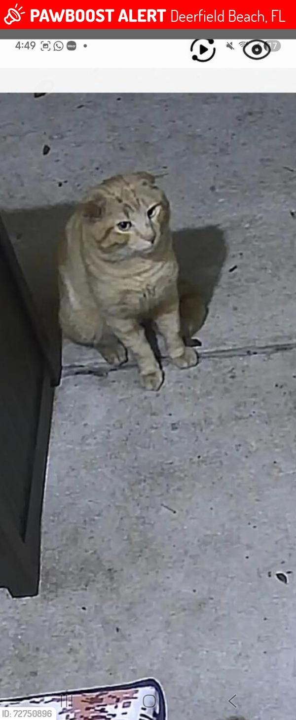 Lost Male Cat last seen Quiet Waters apmts, Deerfield Beach, FL 33442