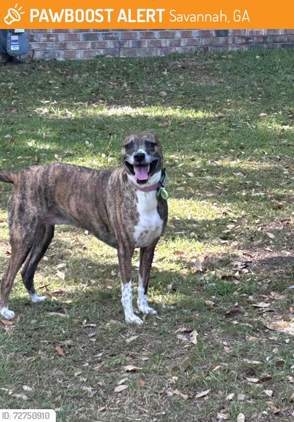 Found/Stray Unknown Dog last seen White bluff , Savannah, GA 31419