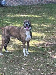 Found/Stray Unknown Dog last seen White bluff , Savannah, GA 31419
