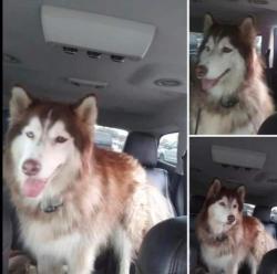 Lost Female Dog last seen Hurricane Blvd/ Hwy 188, Irvington, AL 36544