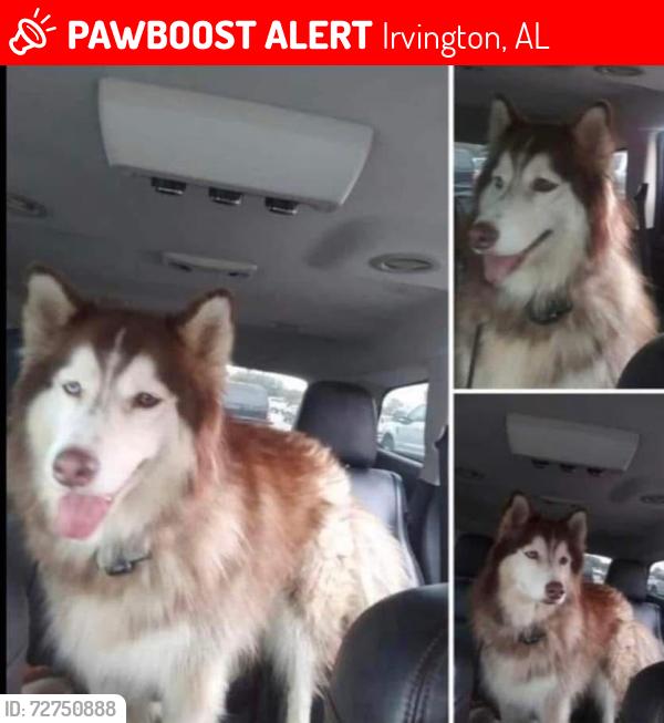 Lost Female Dog last seen Hurricane Blvd/ Hwy 188, Irvington, AL 36544