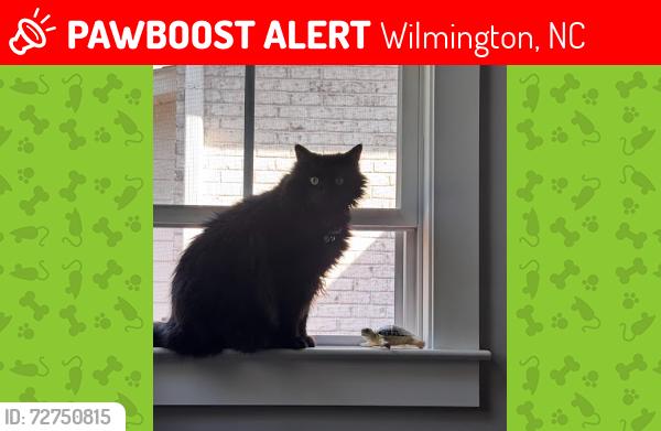 Lost Male Cat last seen Whiskey Branch, Wilmington, NC 28409