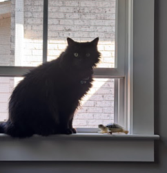 Lost Male Cat last seen Whiskey Branch, Wilmington, NC 28409