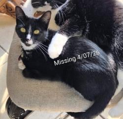 Lost Female Cat last seen Chisholm Trail, Oklahoma City, OK 73114
