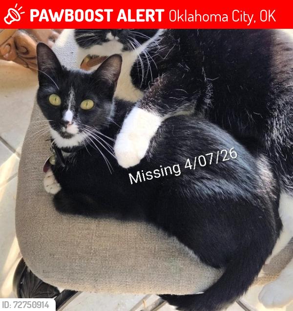 Lost Female Cat last seen Chisholm Trail, Oklahoma City, OK 73114
