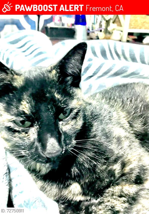 Lost Female Cat last seen Fremont blvd., Fremont, CA 94536