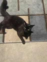 Found/Stray Male Cat last seen 37th St and Emerald, Chicago, IL 60609