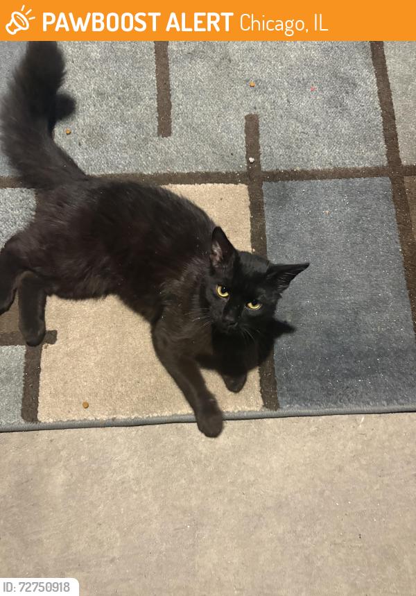 Found/Stray Male Cat last seen 37th St and Emerald, Chicago, IL 60609