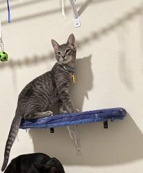 Lost Male Cat last seen Solms road, Northaven Trail, Santa Clara, TX 78124