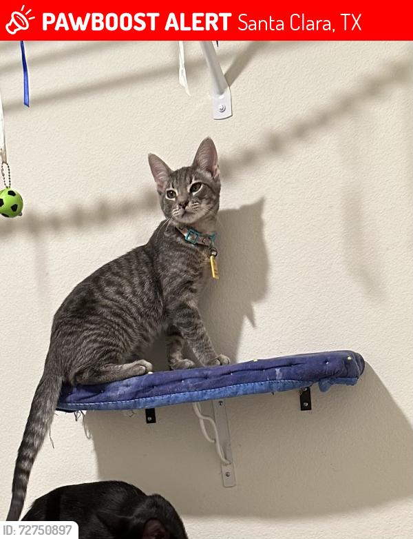 Lost Male Cat last seen Solms road, Northaven Trail, Santa Clara, TX 78124
