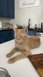 Lost Male Cat last seen Near Wooden Valley st, Chula Vista, CA 91913