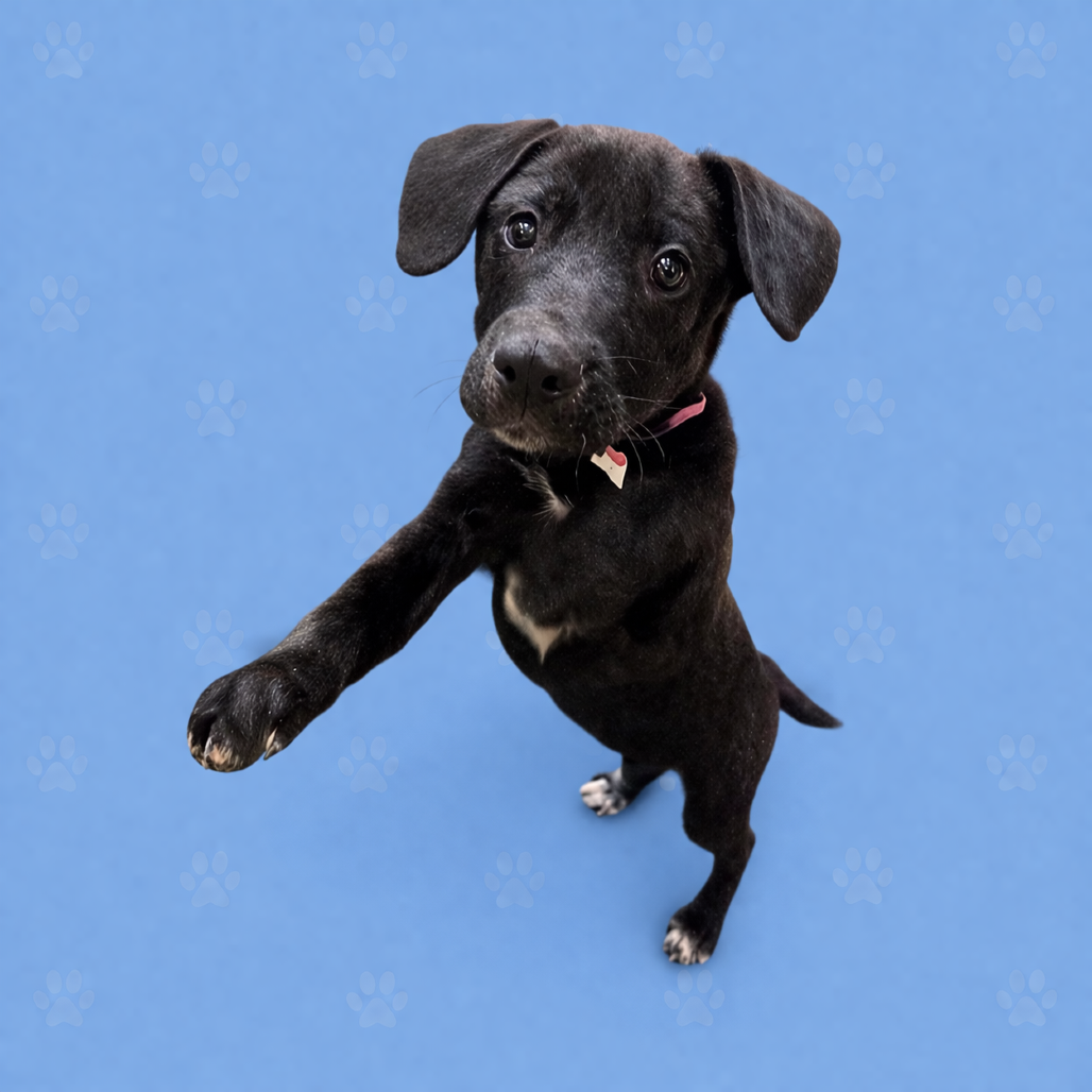 Shelter Stray Female Dog last seen , Memphis, TN 38133