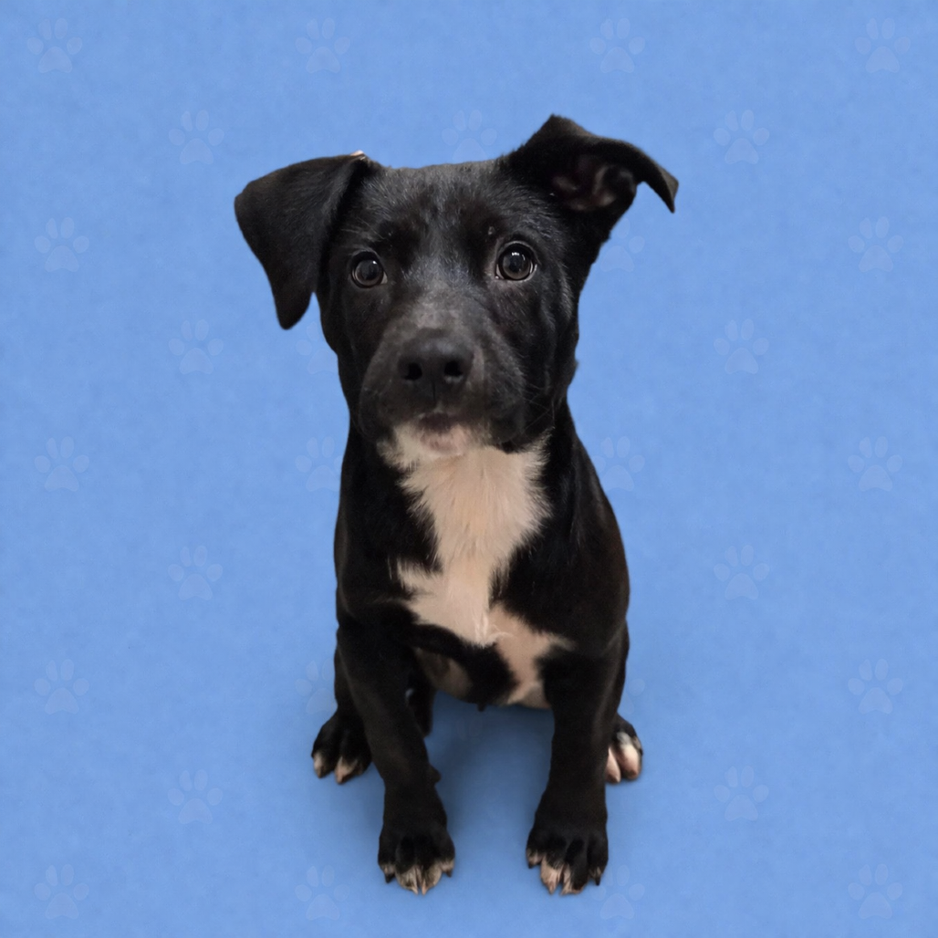 Shelter Stray Female Dog last seen , Memphis, TN 38133