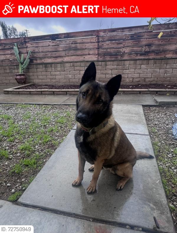 Lost Male Dog last seen Dartmouth & Thornton , Hemet, CA 92544