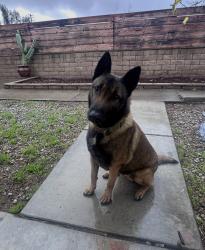 Lost Male Dog last seen Dartmouth & Thornton , Hemet, CA 92544