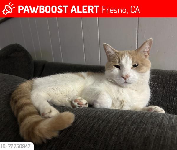 Lost Male Cat last seen Sierra and Millbrook, Fresno, CA 93710