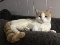 Lost Male Cat last seen Sierra and Millbrook, Fresno, CA 93710