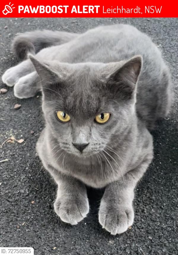 Lost Male Cat last seen Quinn park , Leichhardt, NSW 2040