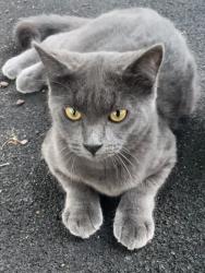 Lost Male Cat last seen Quinn park , Leichhardt, NSW 2040