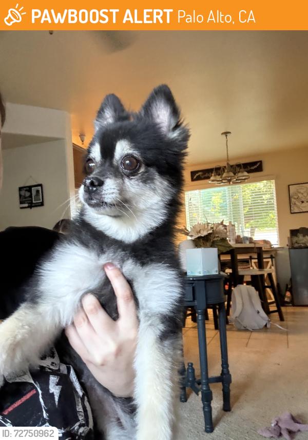 Found/Stray Female Dog last seen Blythe and Palo Alto , Palo Alto, CA 94301