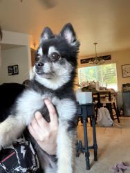 Found/Stray Female Dog last seen Blythe and Palo Alto , Palo Alto, CA 94301