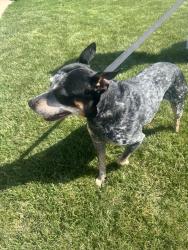 Found/Stray Male Dog last seen Harvard and Wakarusa, Lawrence, KS 66049