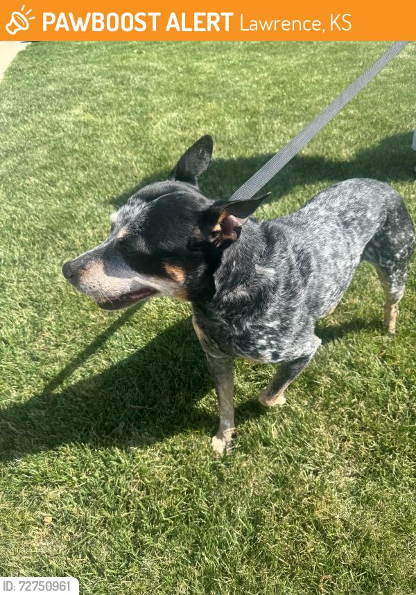 Found/Stray Male Dog last seen Harvard and Wakarusa, Lawrence, KS 66049