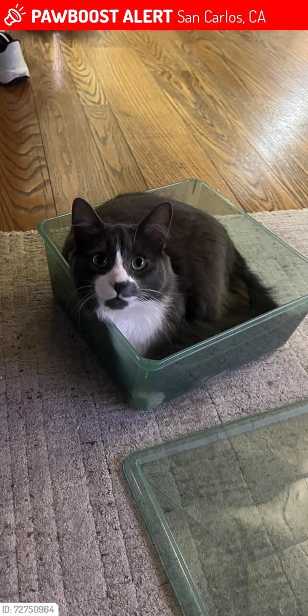 Lost Female Cat last seen Sycamore street, hillcrest , San Carlos, CA 94070